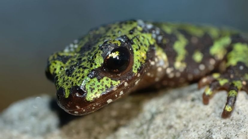 Marbled Newt