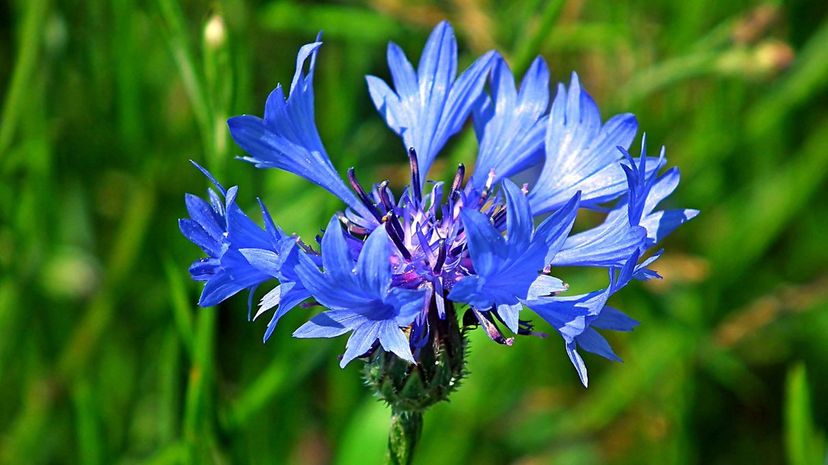 Cornflower