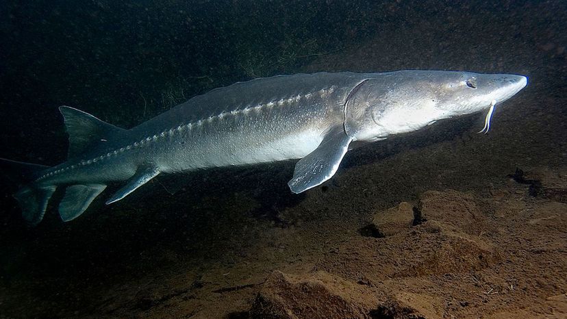 White Sturgeon