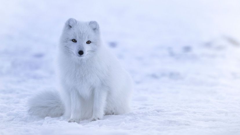 Arctic Fox