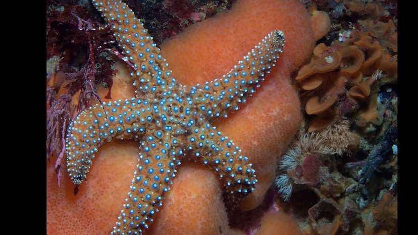 Giant Spined Sea Star