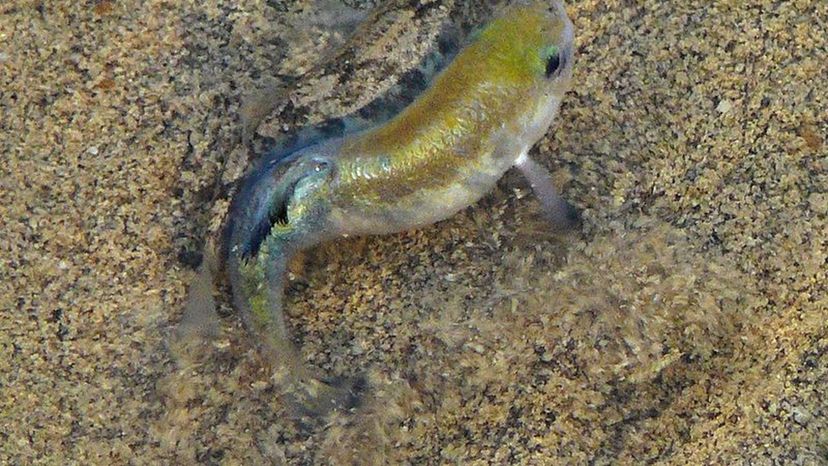 Salt_Creek_pupfish