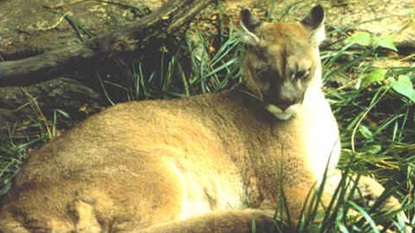 Eastern cougar