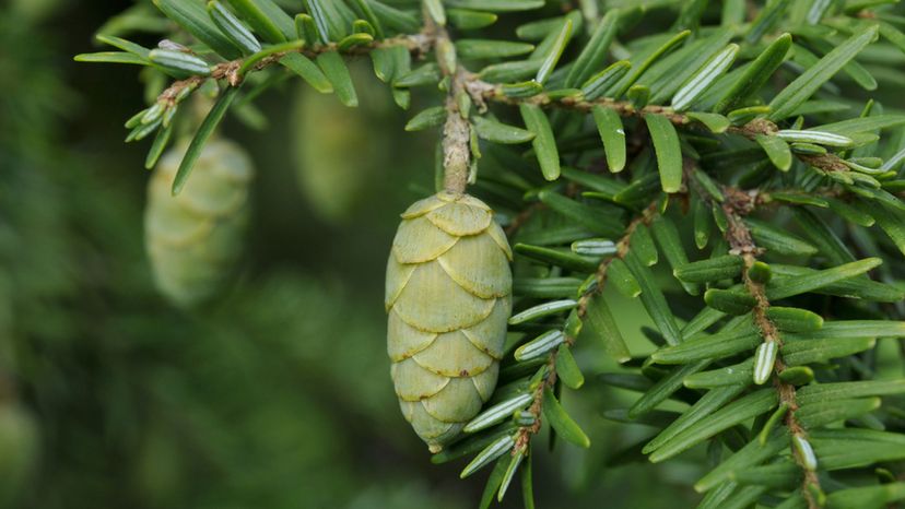 Canadian Hemlock