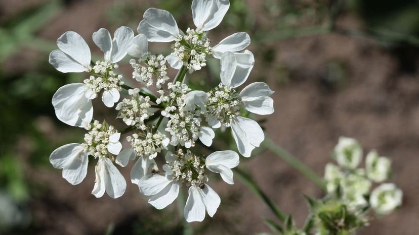 Water Hemlock