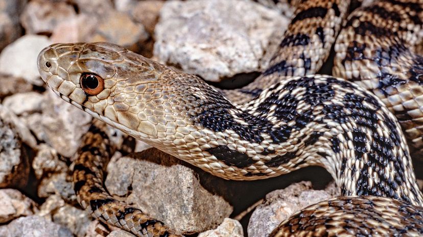 🐍 Snake Quiz: Can you identify all 20 snakes? - A-Z Animals