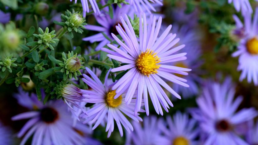 12 aster GettyImages-942712922