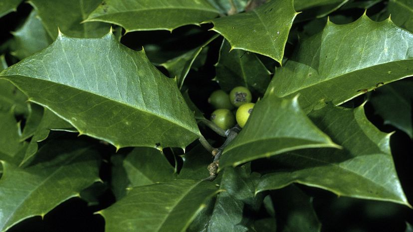 American Holly