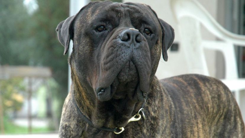 Bullmastiff
