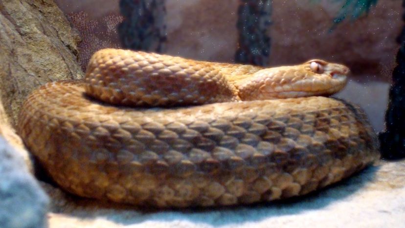 Mexican dusky rattlesnake