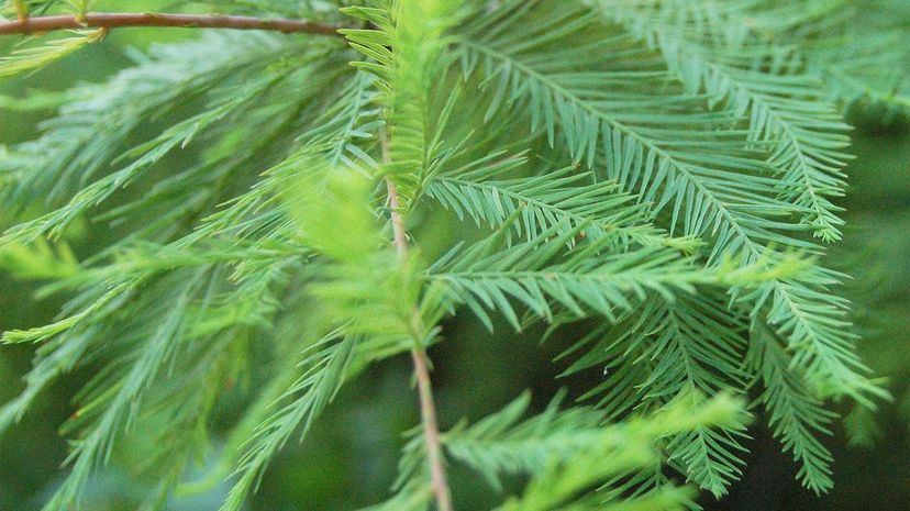 Bald cypress