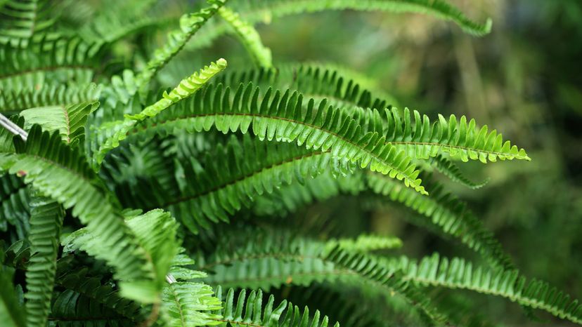 BOSTON FERN