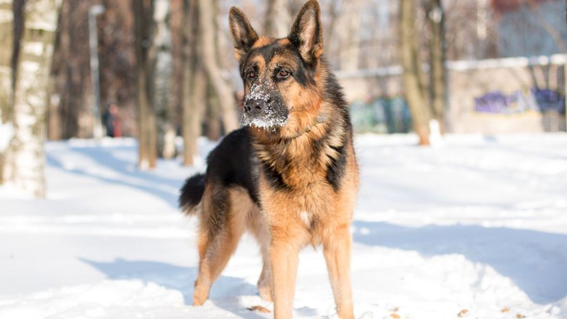 German Shepherd