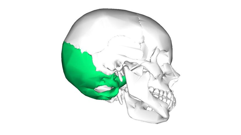 Occipital