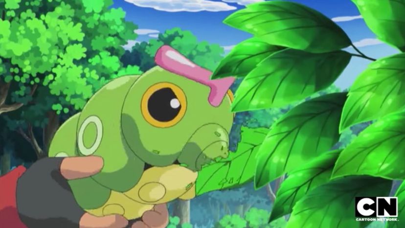 Caterpie   