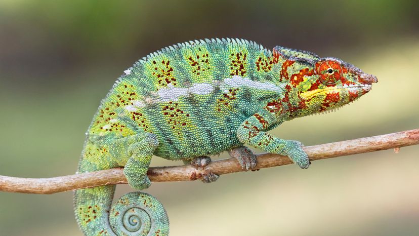 Chameleon