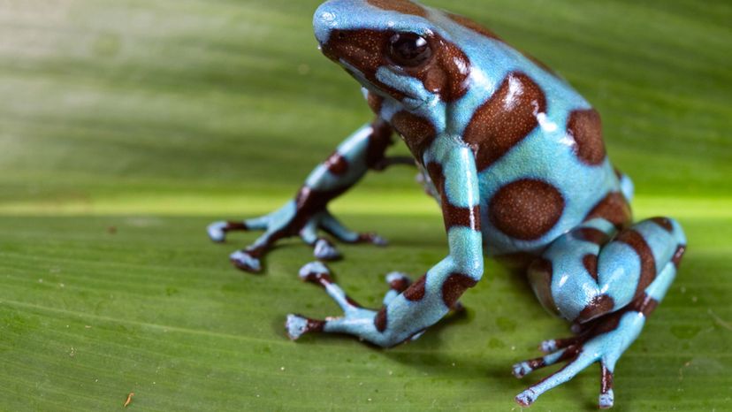 Blue poison dart frog