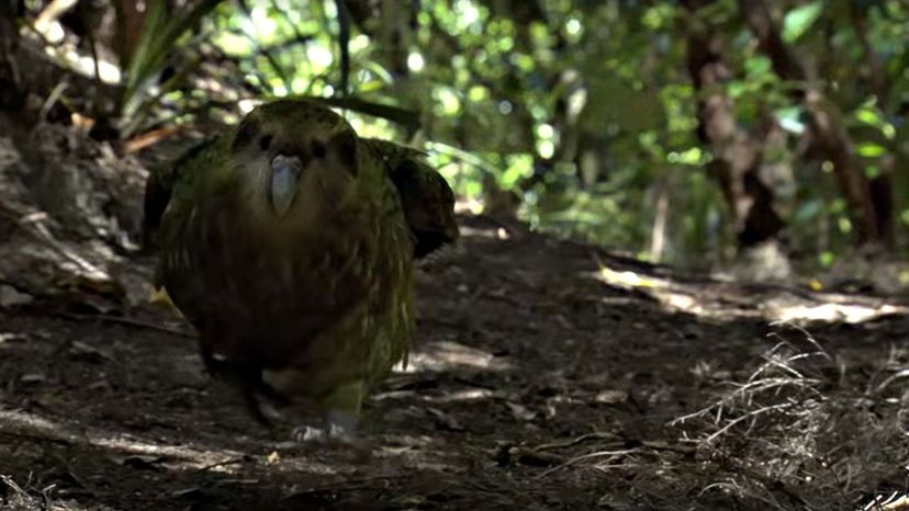 Kakapo