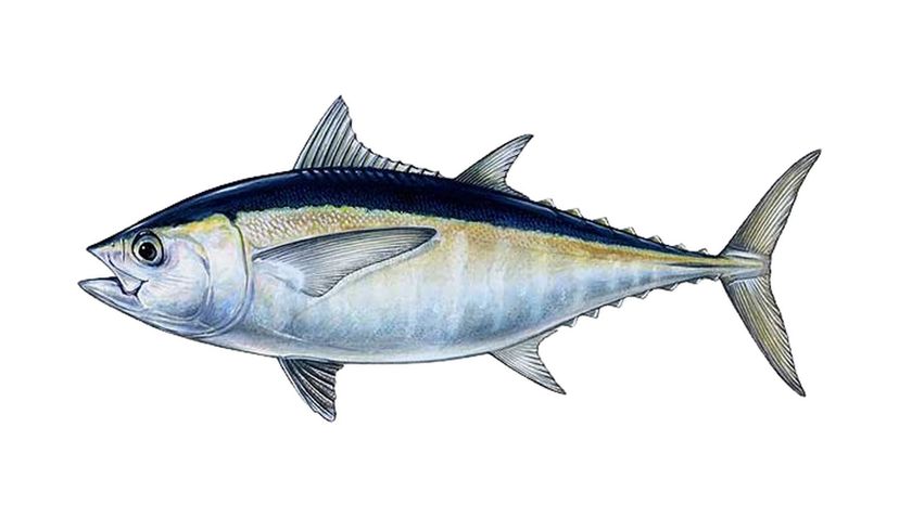 Blackfin tuna