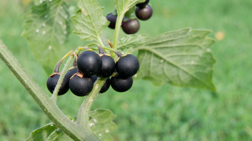 Black Nightshade