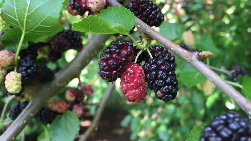 Red Mulberry