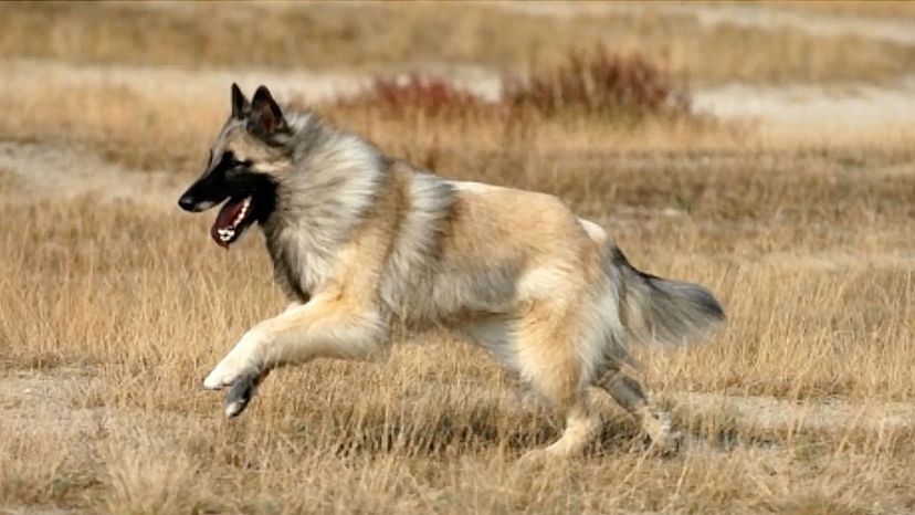 Belgian Tervuren