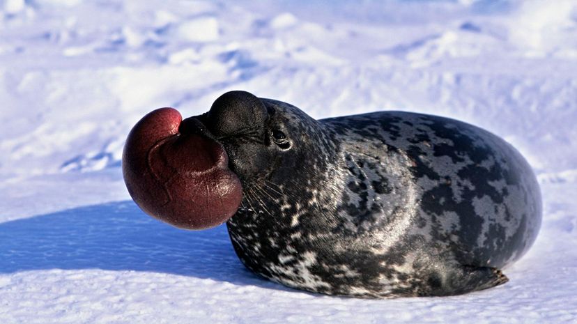 Hooded Seal