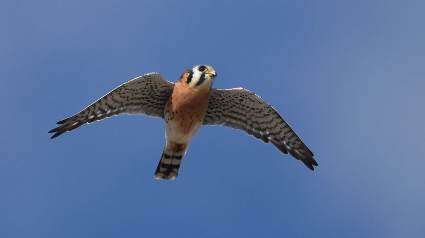 #31 American Kestrel