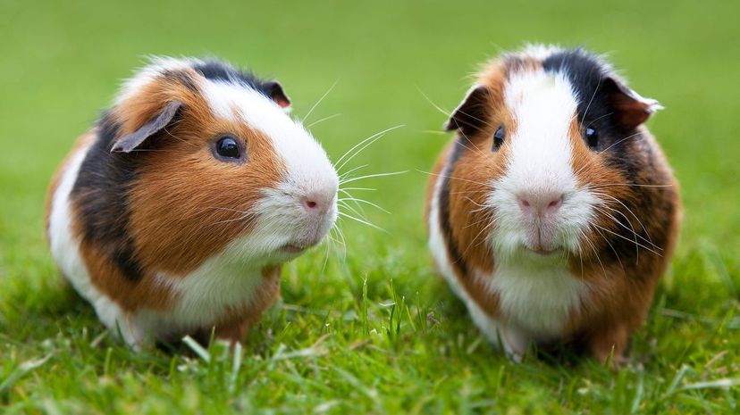 Guinea pig