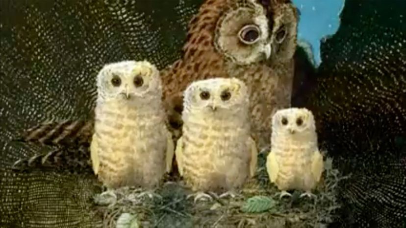Owls (Owl Babies)