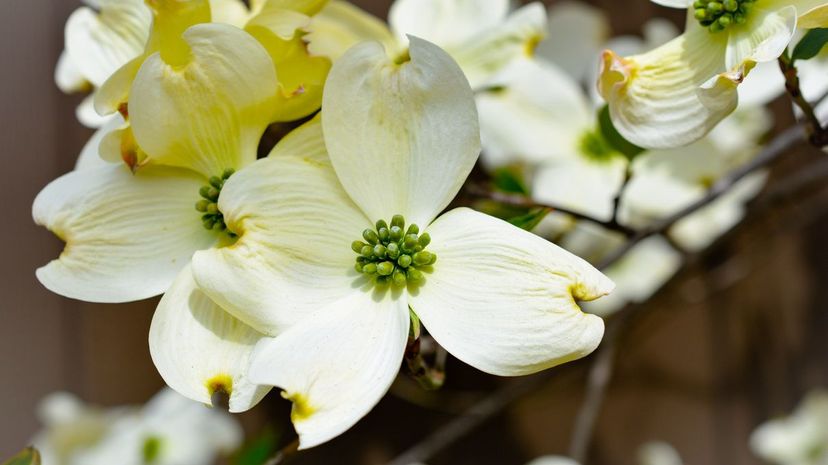 Flowering dogwood