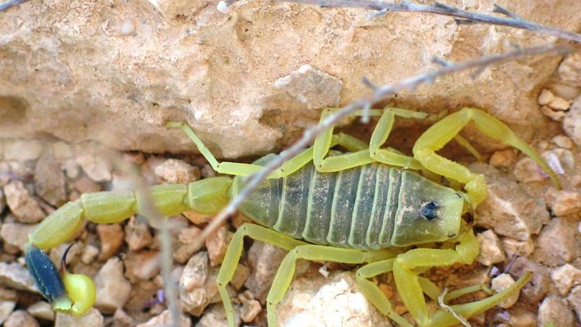 Deathstalker Scorpion