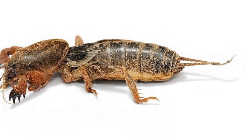 Mole_cricket