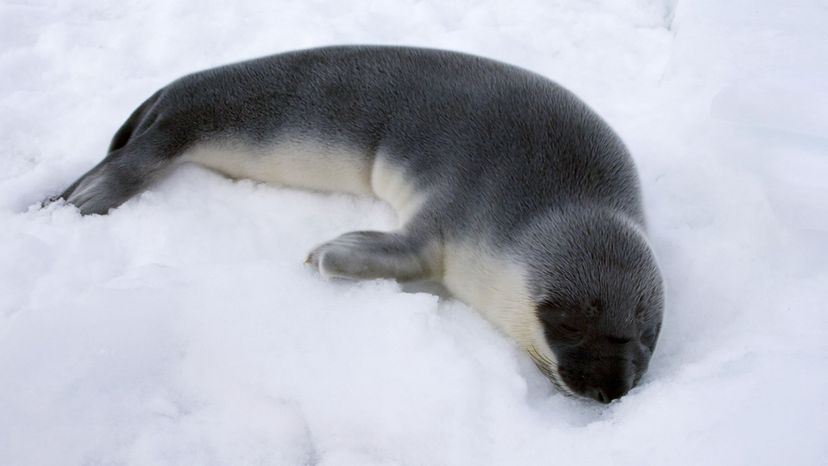 Hooded Seal