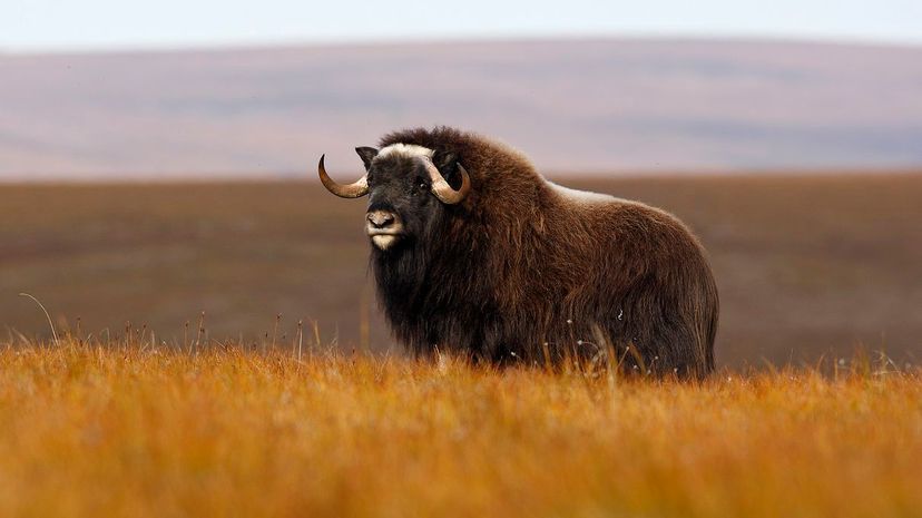 Musk Ox