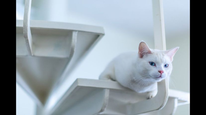 Turkish Angora