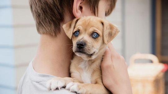 Which Hybrid Dog Breed Should You Adopt?