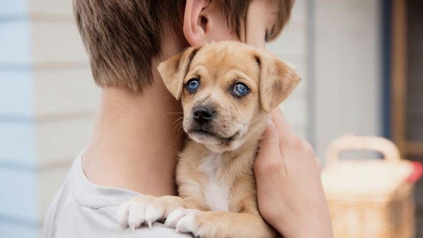 Which Hybrid Dog Breed Should You Adopt?