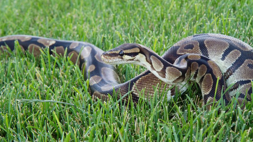 Ball Python