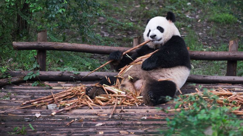 Giant Panda