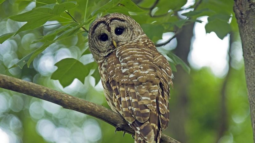 SPOTTED OWL