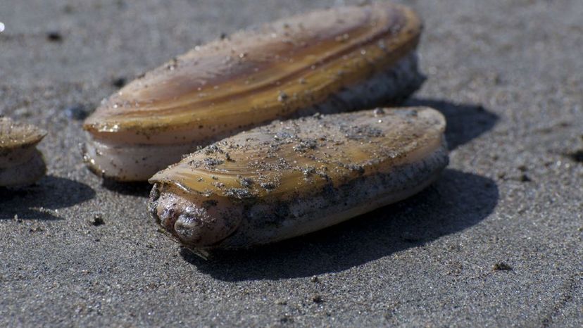 razor clams