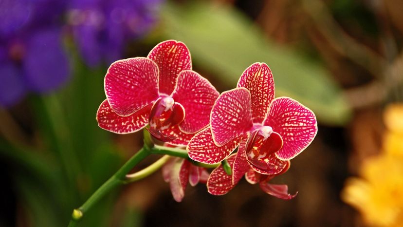 Orchids