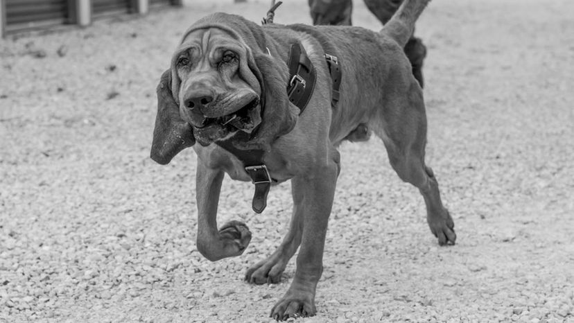 Bloodhound