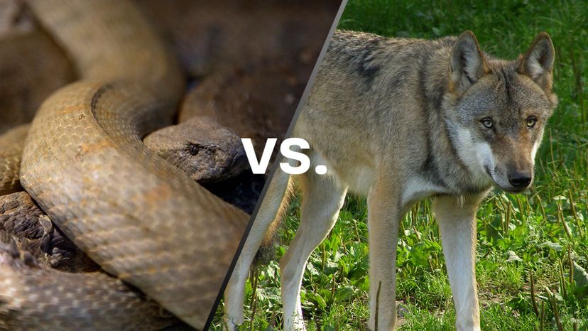 Snakes vs Wolves
