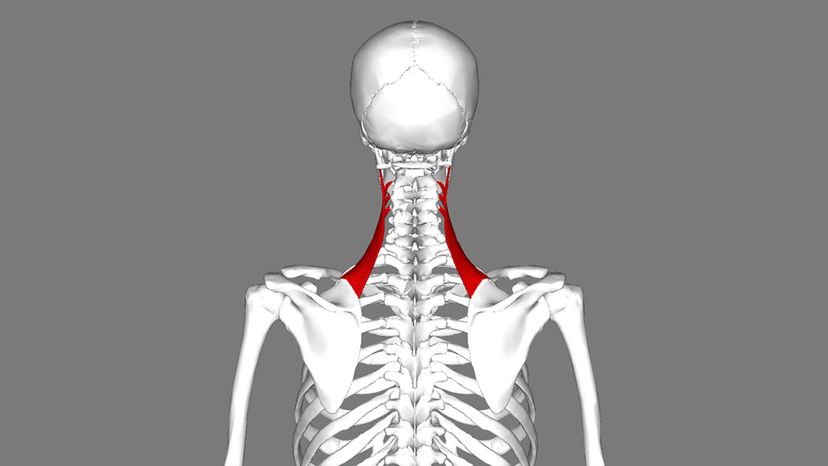 Levator Scapulae