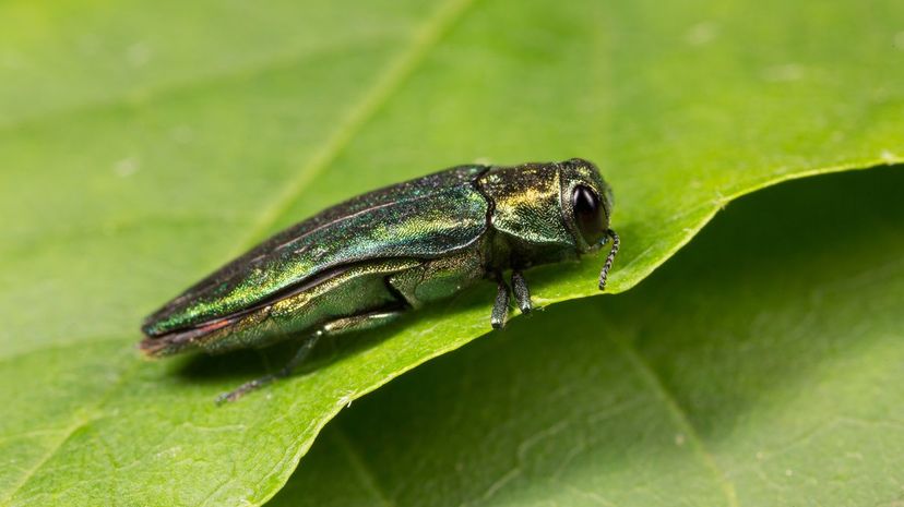 Ash borer