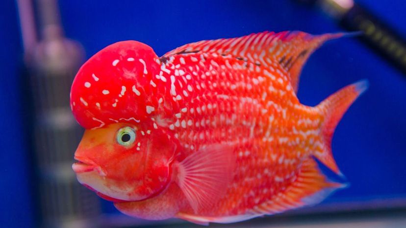 Flowerhorn