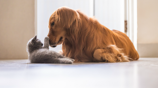 Can we guess if you're a dog or cat person?