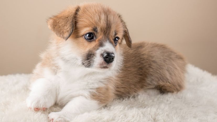 Pembroke Welsh Corgi